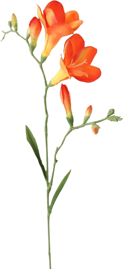 Crocosmia botanical illustration