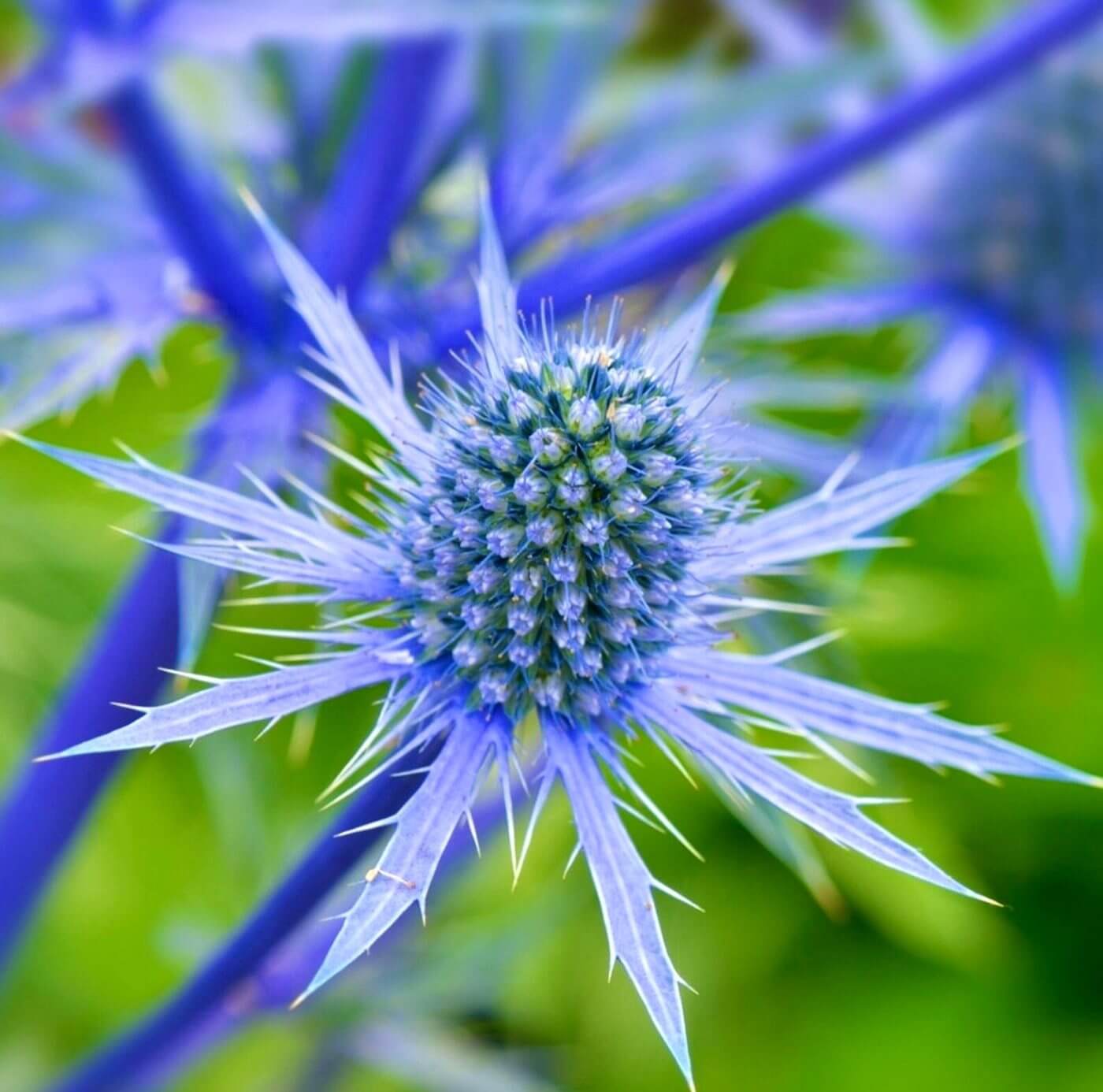 Metallic steel-blue eryngium thistle heads with spiny bracts, grown at Riverdale Flowers.