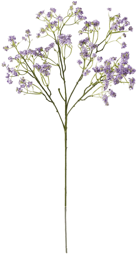 Limonium botanical illustration