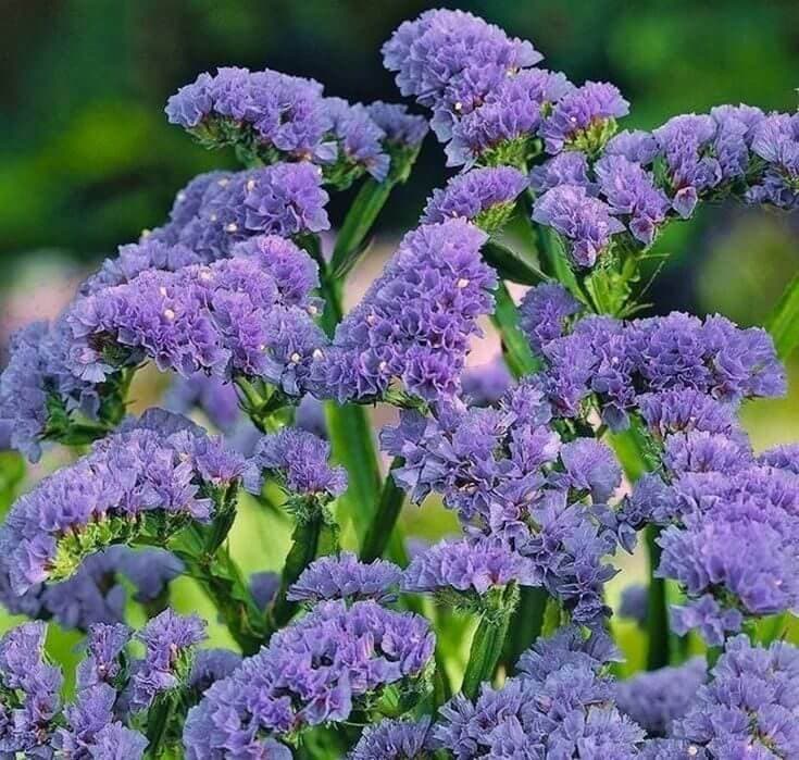 A dense cloud of tiny lavender-purple limonium flowers.