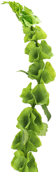 Moluccella botanical illustration