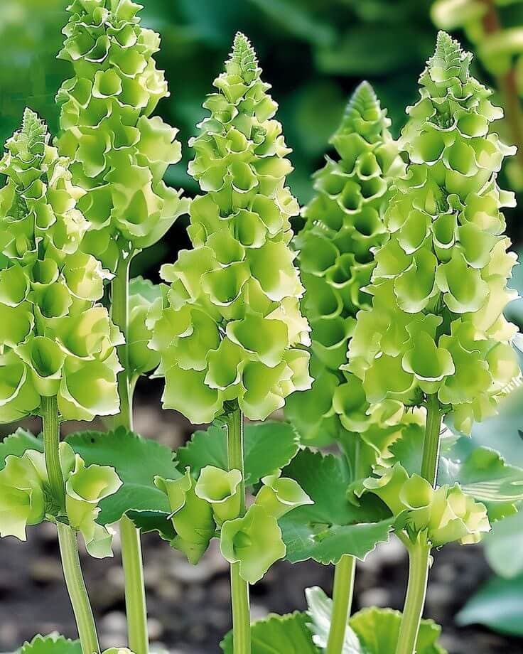 Tall arching moluccella stems lined with pale green bell-shaped calyces.