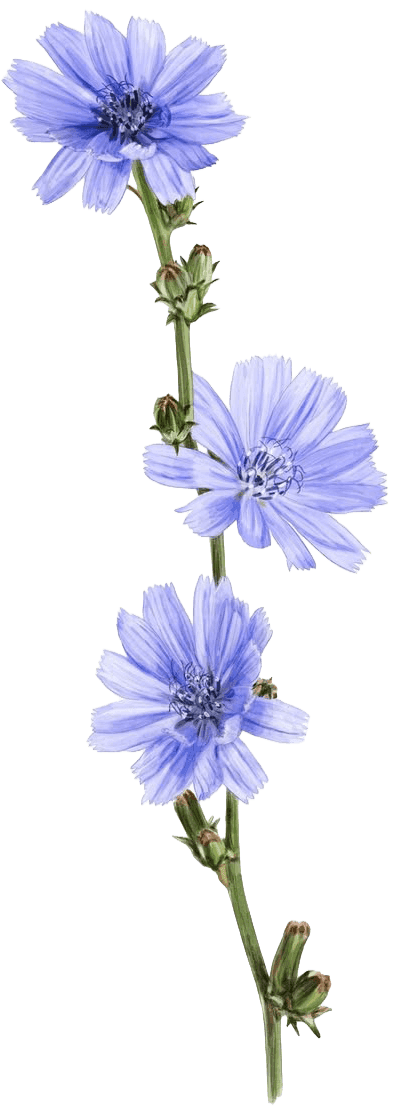Nigella botanical illustration