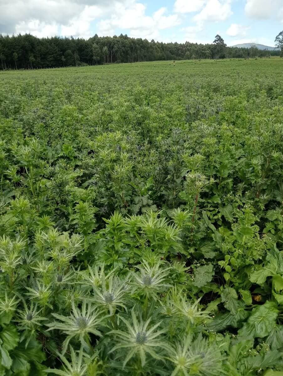 Eryngium fields at dawn