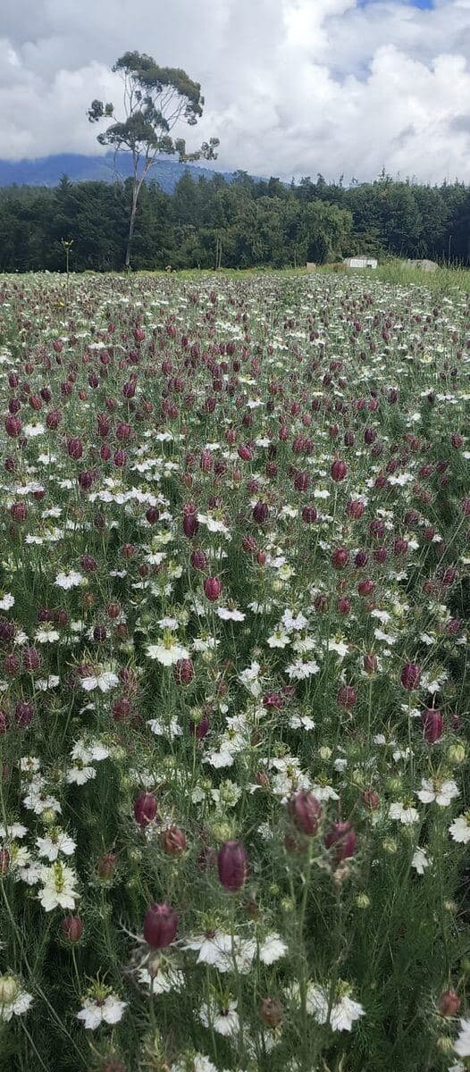 Nigella in bloom