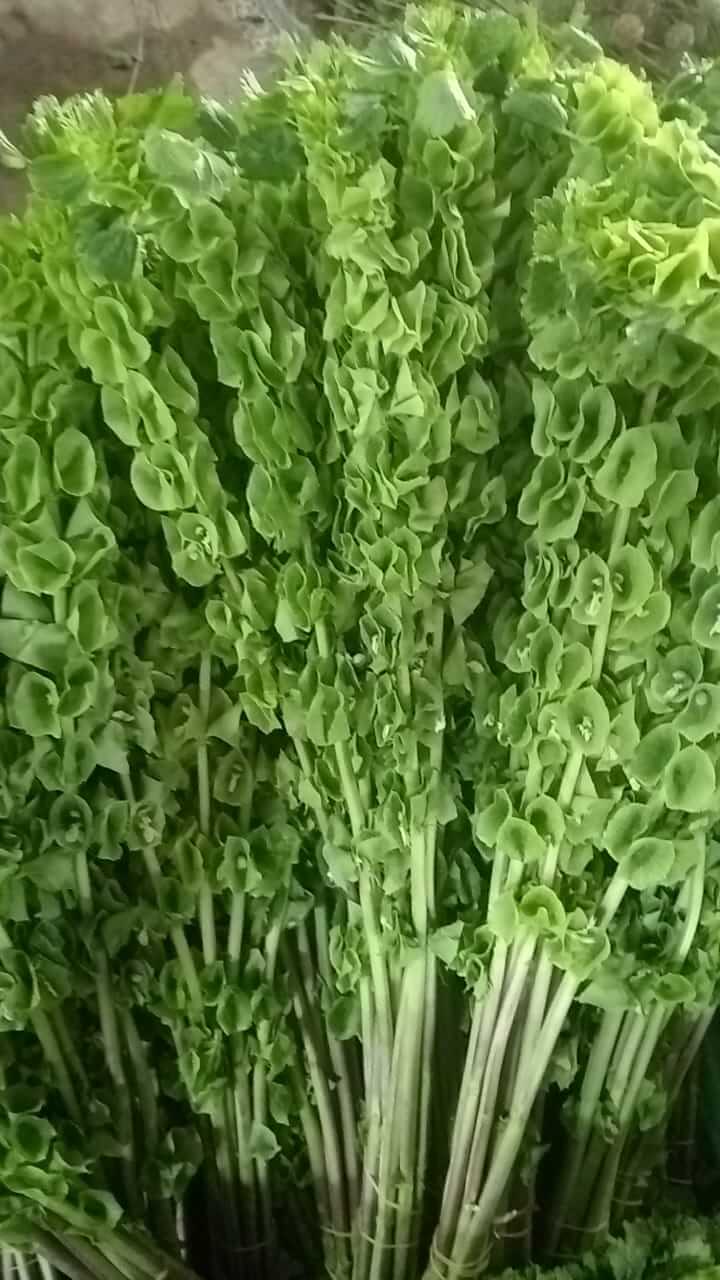 Craspedia rows in the field