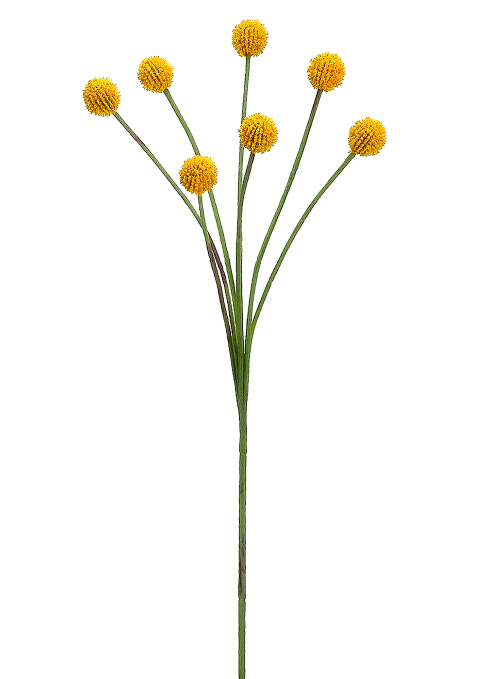 Craspedia botanical illustration