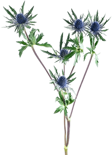 Eryngium botanical illustration