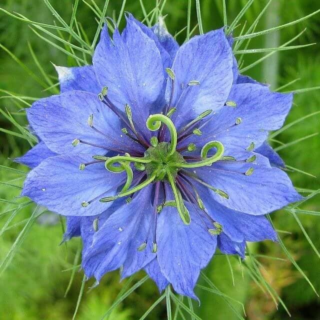 Pale blue and white nigella blooms surrounded by fine, feathery foliage.