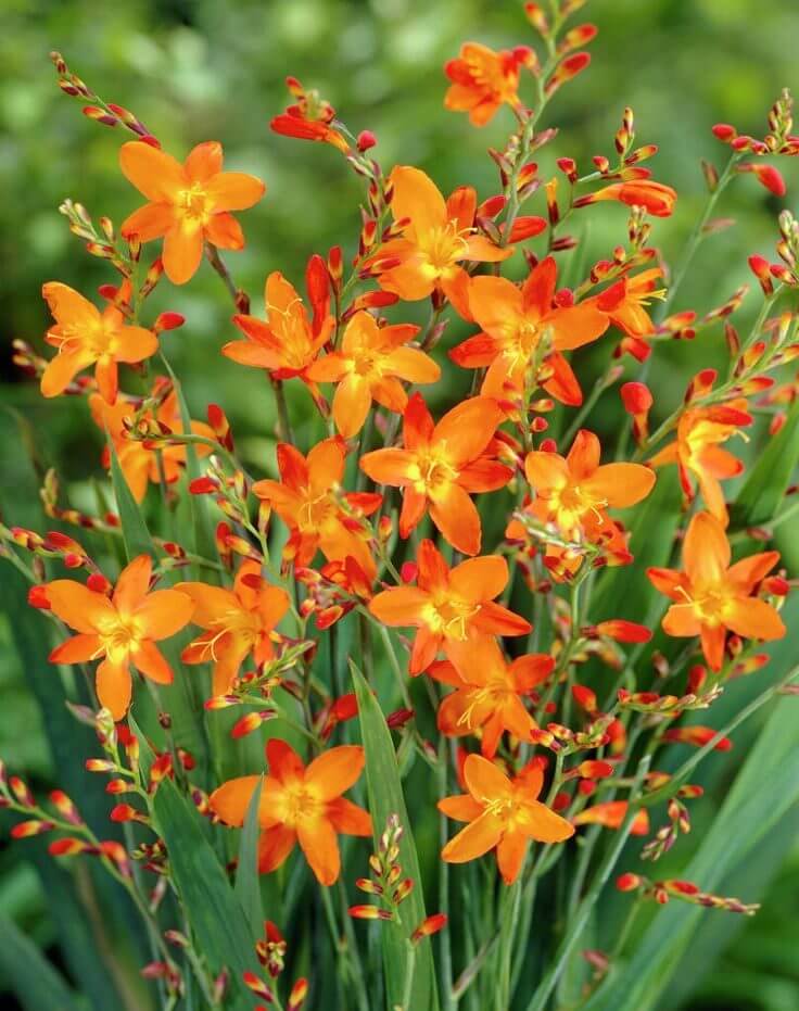 Arching sprays of vivid orange-red tubular crocosmia flowers.